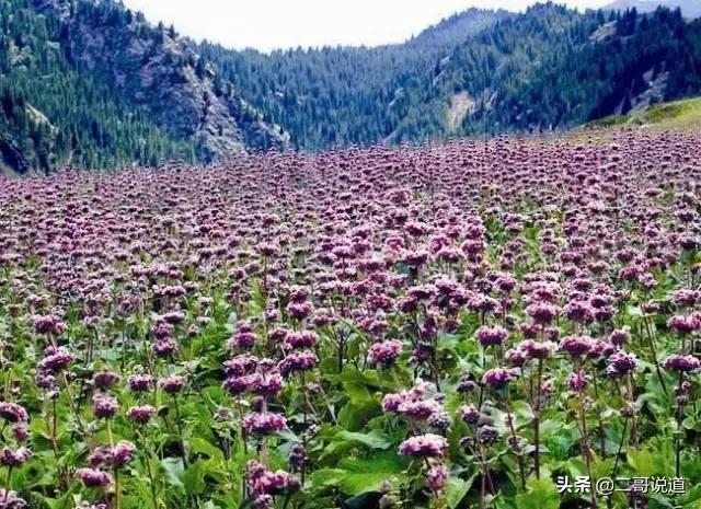 全新疆旅游景点有哪些,新疆带沟的旅游景点