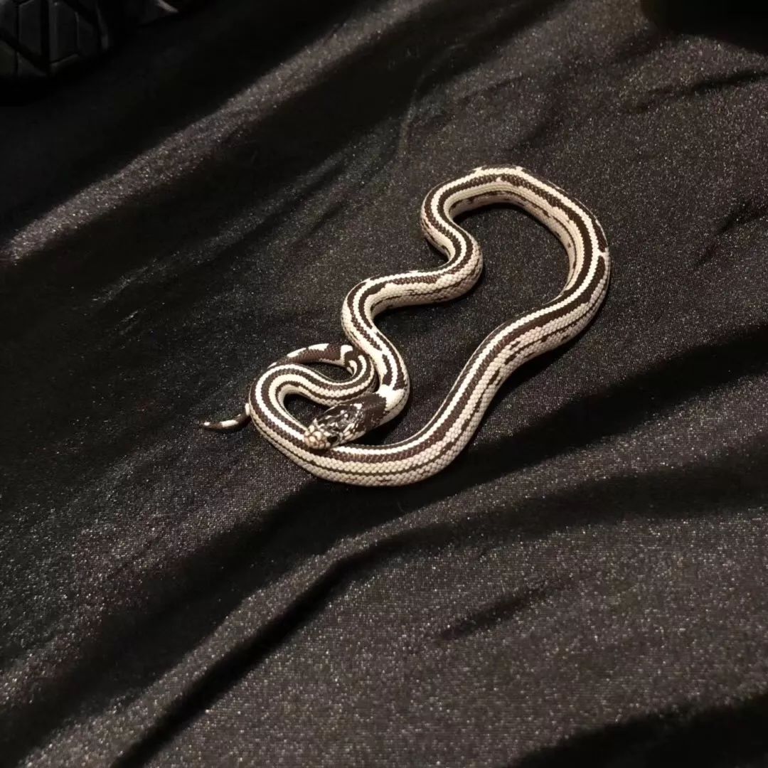 一只鸭子一万五元,一只鸭子一万多