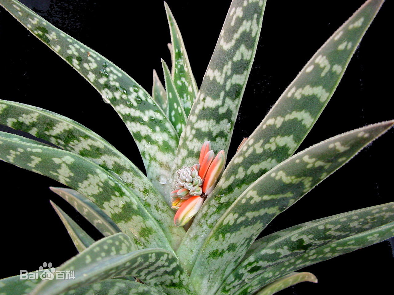 室内耐阴多肉植物推荐,多肉植物耐阴吗