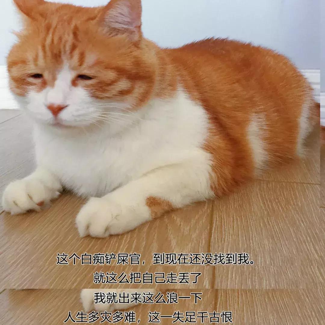 如果猫咪走丢了怎么找回来？为什么猫咪要离家出走？