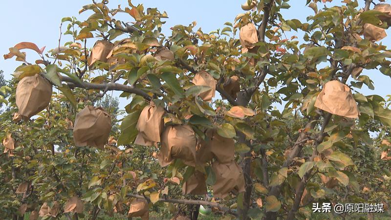 千亩晚秋黄梨图片,原阳县晚秋黄梨