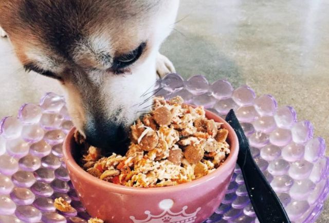 爱宠泪痕怎么解决,爱宠泪痕重是怎么回事