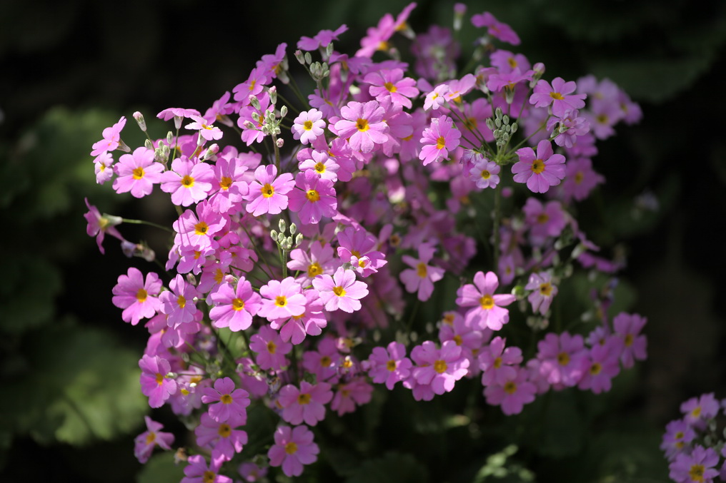 樱花植物有哪些品种,植物世界系列
