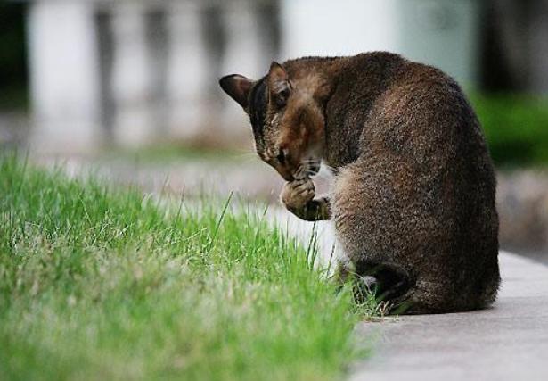 猫咪走失最有效的方法,猫咪走丢1周怎么寻回