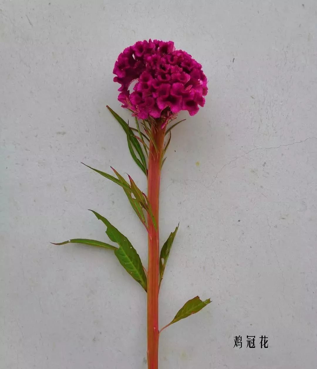 鲜花店常见花材品种大全,花店里同款的两种不同价格的花材