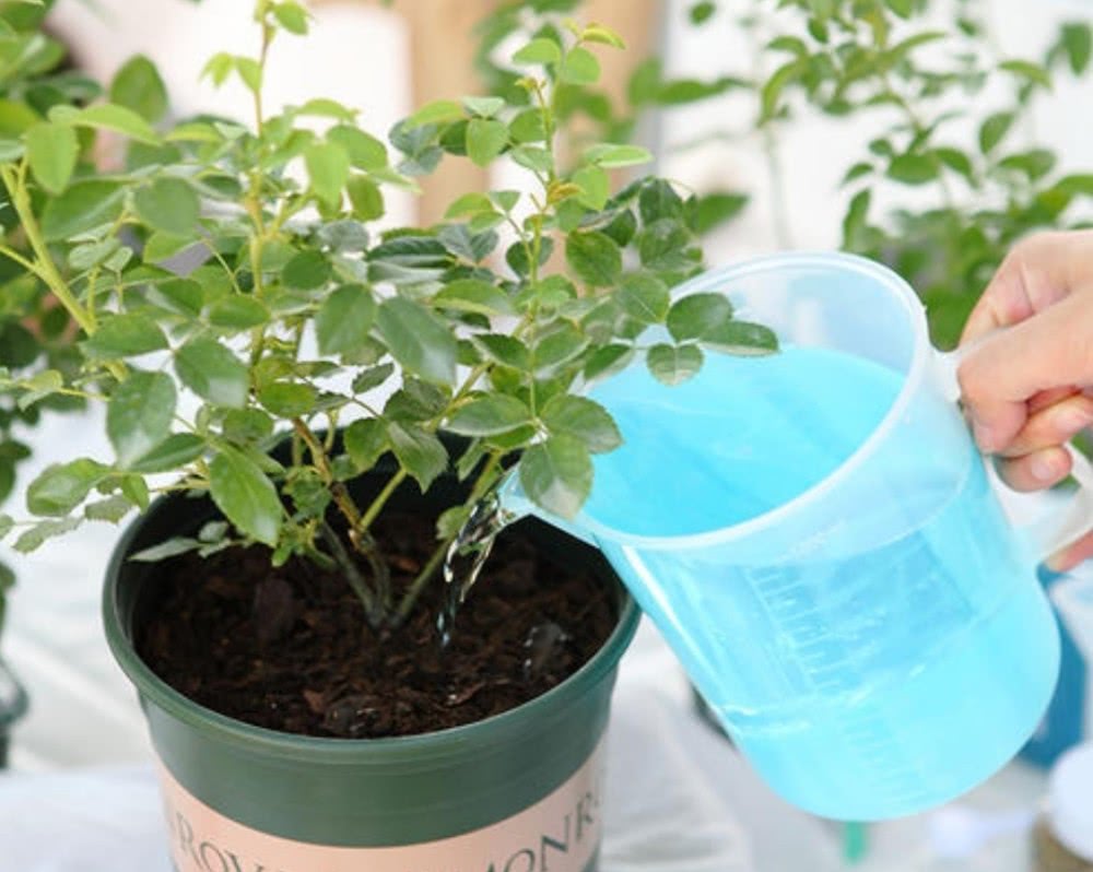 磷酸二氢钾和花多多2号同时用吗,磷酸二氢钾与花多多2号比较