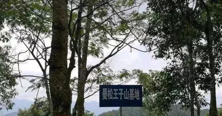 谁才是真正的皇家贡茶,皇家贡茶有多厉害