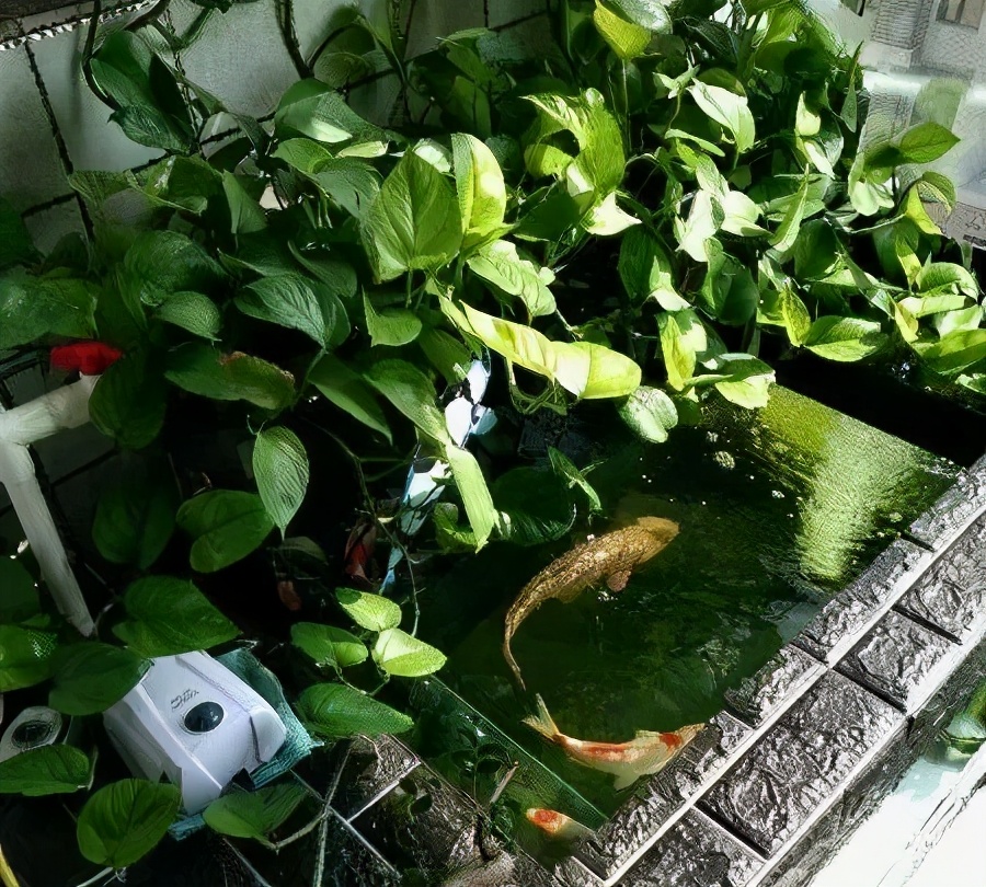 养锦鲤的常见鱼病,锦鲤养鱼的方法和注意事项