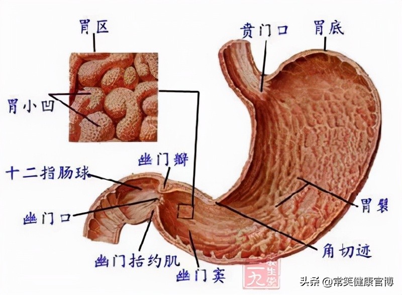 做过肠胃镜检查后饮食要注意事项,胃镜检查后要注意什么