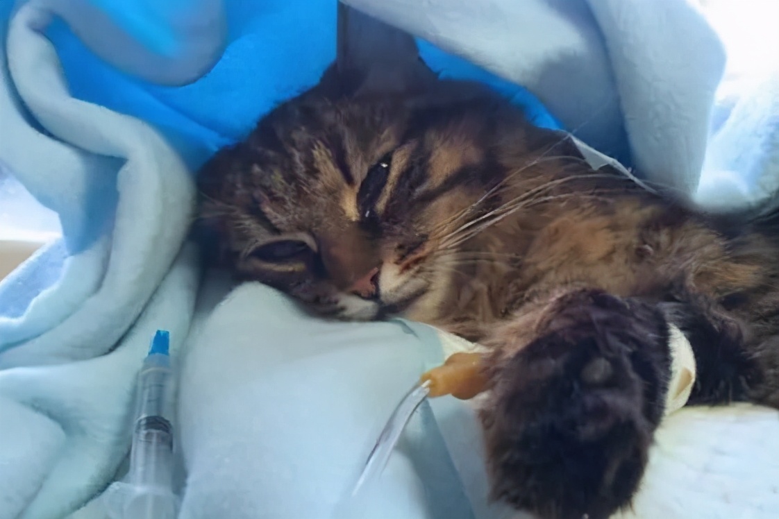 宠物可以用的避孕药,宠物紧急避孕药有用吗