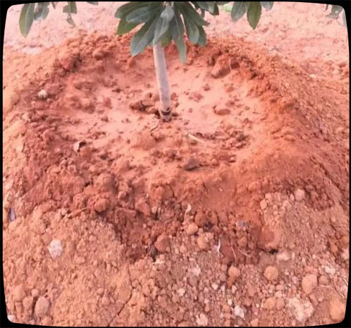 买回来的杨梅如何育苗出苗,网购杨梅树苗怎么盆栽