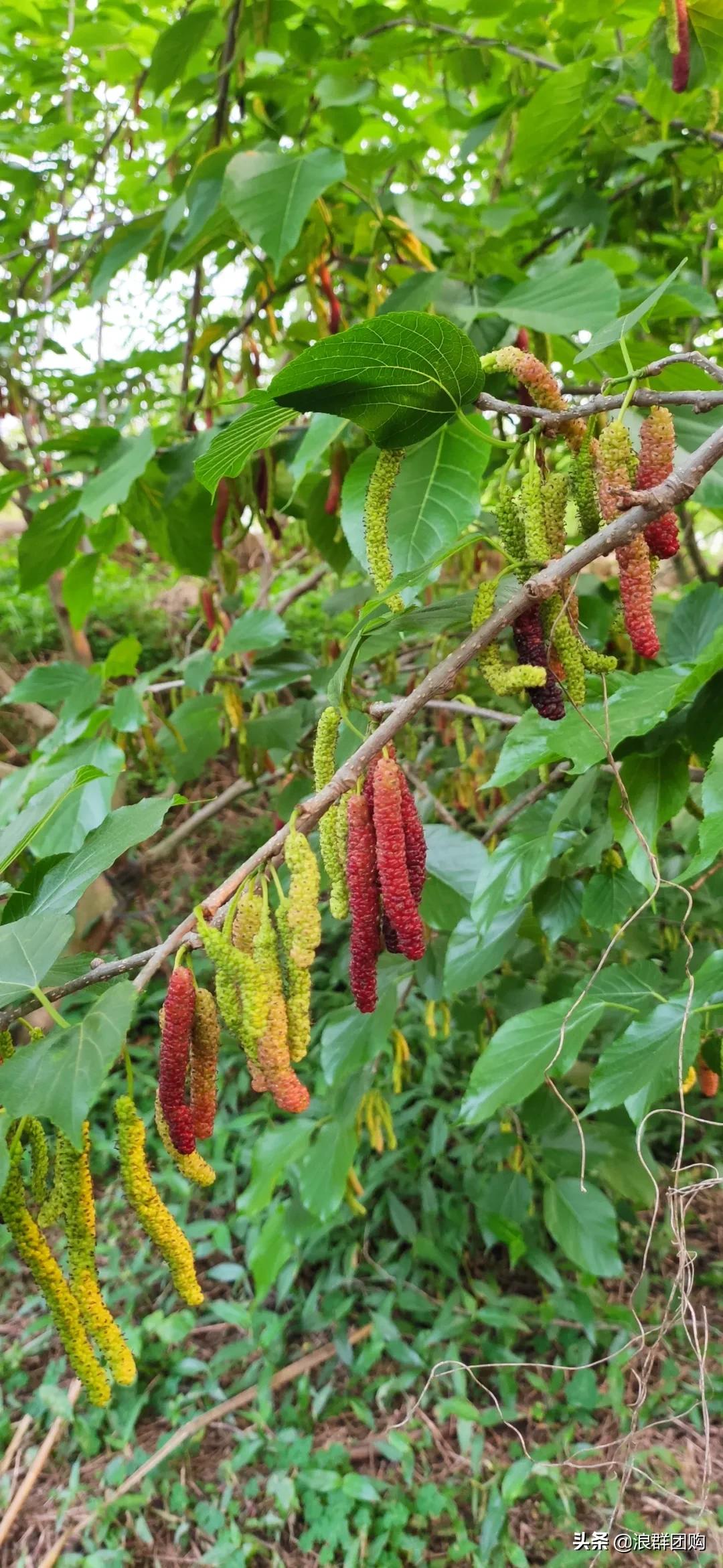 四季果桑有几个品种,新手种果桑哪个品种最好