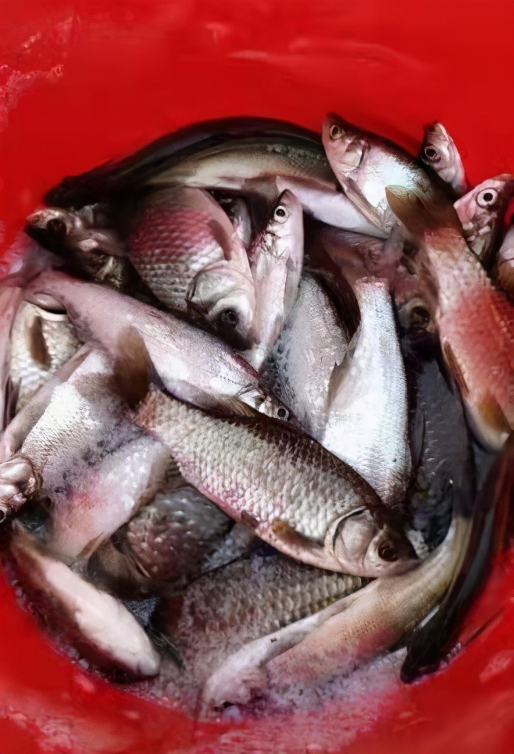 现在什么时候适合野钓鱼,野钓窗口期