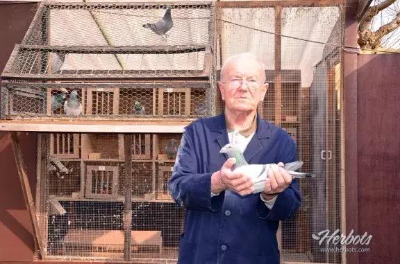 赛鸽要什么样的鸽子才好,养鸽子选什么品种的鸽子最好