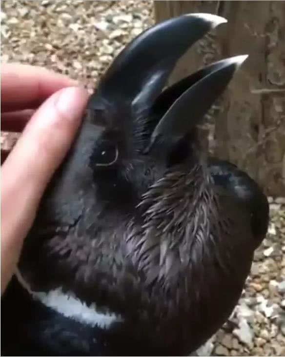 考眼力！澳洲网友上传可爱萝莉照片，大家却都在讨论她的腿