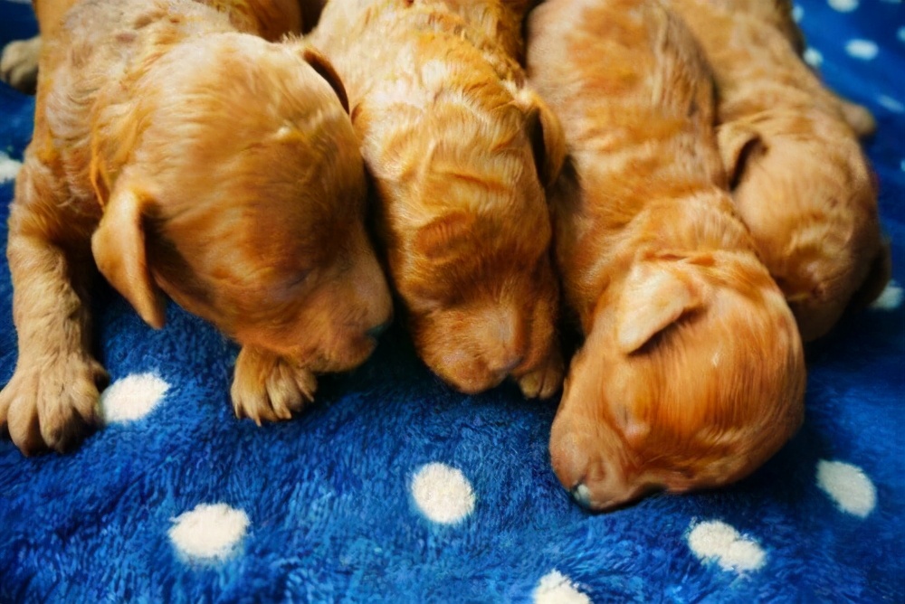 泰迪的饲养方法和注意事项,泰迪一岁喂养注意事项