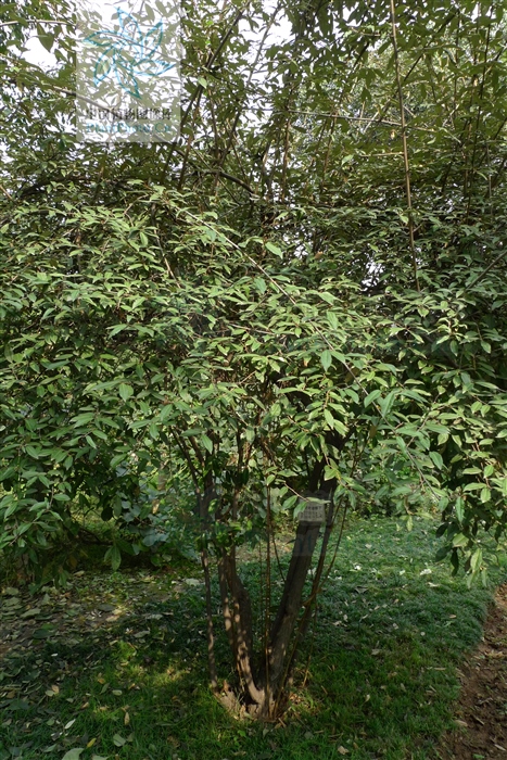 补阳丹主治功效,八宝丹治疗跌打损伤