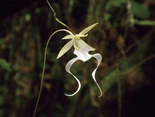 喜马拉雅山4800米高海拔珍贵植物,喜马拉雅5000米上的珍稀植物