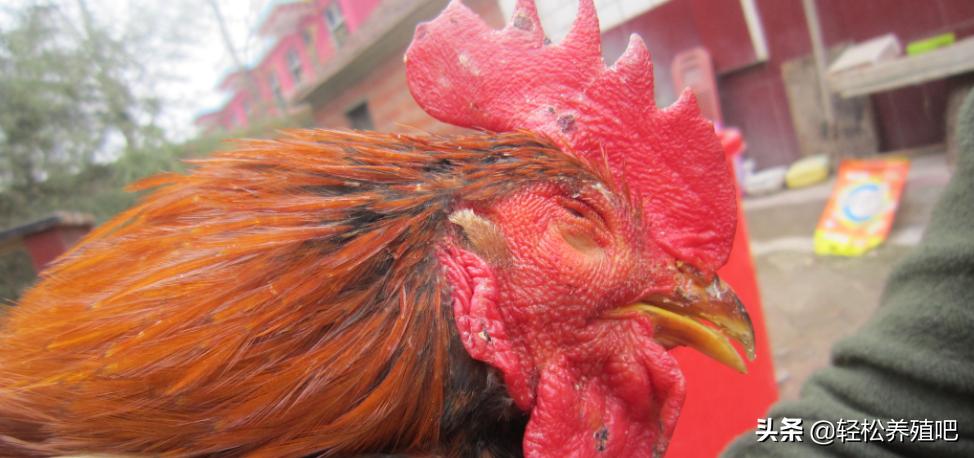 养殖鸡眼睛有什么病,鸡一侧眼睛肿是怎么回事