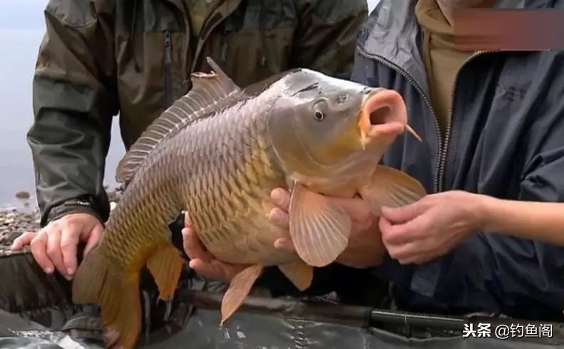 野钓老是脱钩用什么类型的鱼钩,野钓时常有鱼脱钩的原因是什么