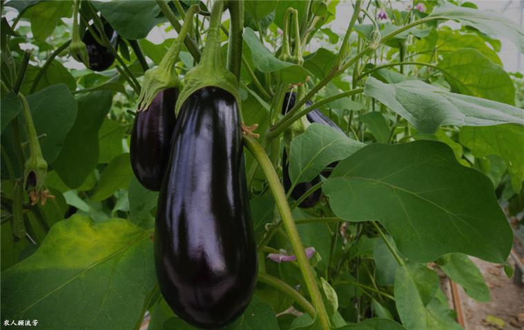 夏季茄子长期储藏的方法,茄子果实腐烂怎么处理