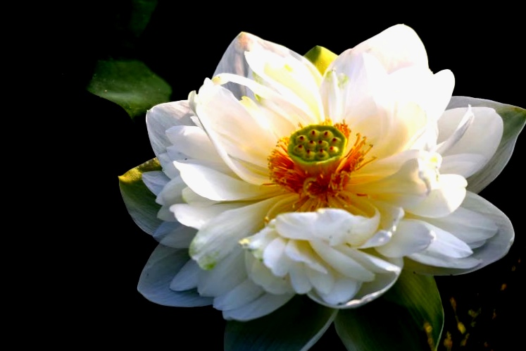 最美的荷花诗句,一起赏荷花的诗词歌赋