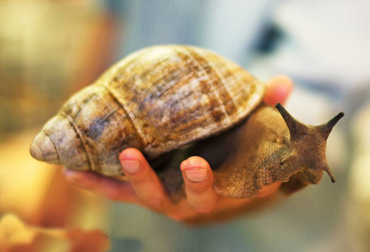 南方大蜗牛泛滥,下雨天出现的大蜗牛可以吃吗