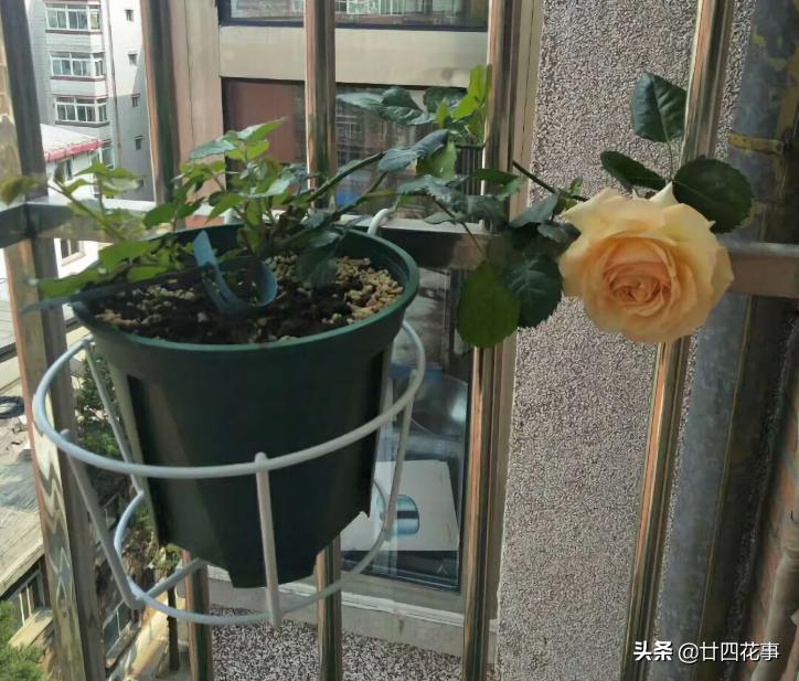 阳台太小怎么养多肉,阳台适合养什么花不生病