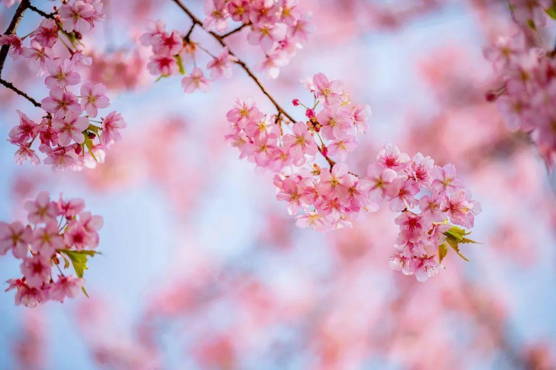 世界各地的图腾代表图片,世界各个国家的图腾分别是什么