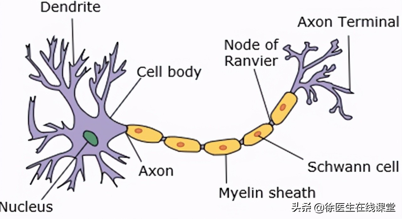 甲钴胺能修复大脑中枢神经吗,营养神经吃甲钴胺好还是b1和b12好