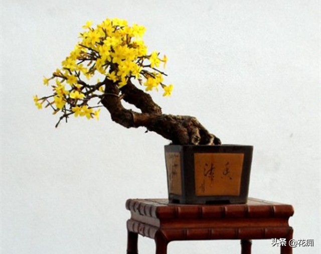 迎春花养殖的技巧,迎春花养殖的方法和注意事项