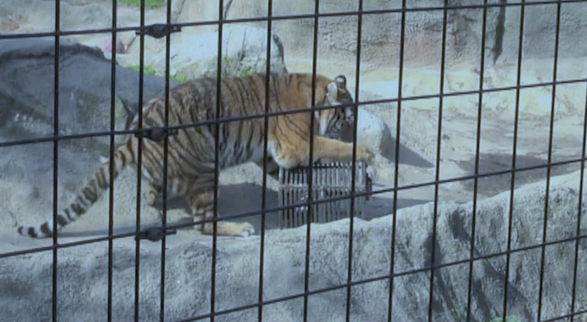 猫科动物辟谣,狮子老虎和猫智力差距