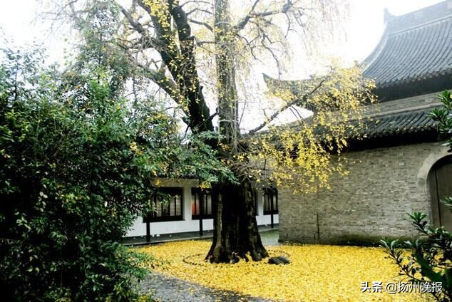 银杏树树龄绵长原因,银杏树被称为长寿树的原因