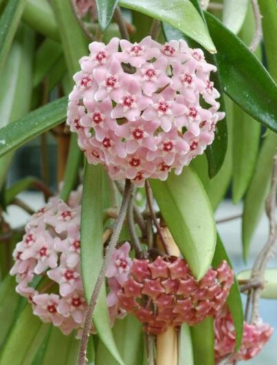 适合阳台养的32种花草,楼房里必养的8种花草