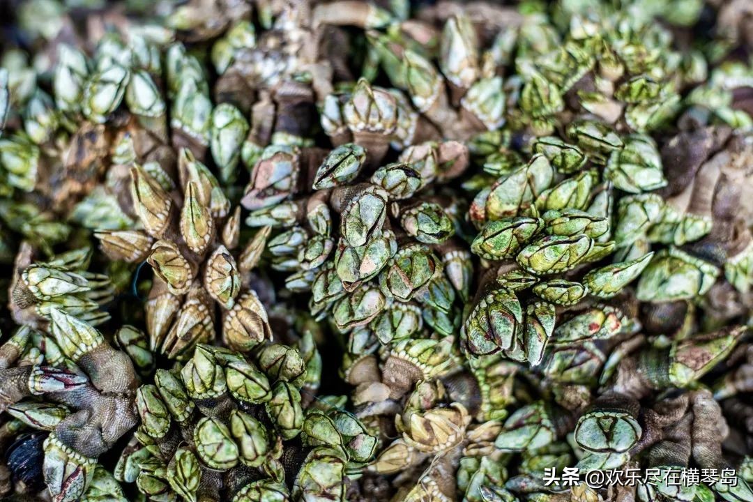 东澳岛攻略,东澳岛旅游攻略