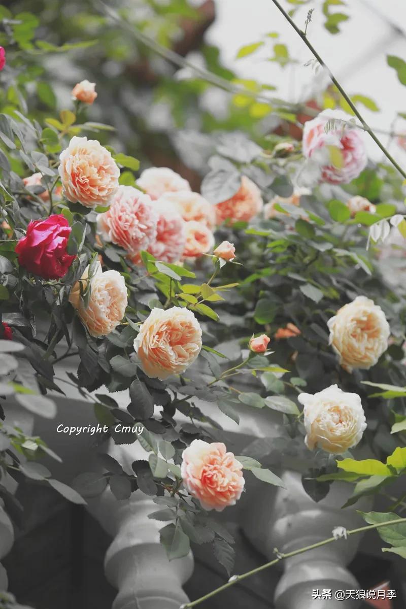 月季春季第一波花要不要剪,月季春季第一波花开后嫁接
