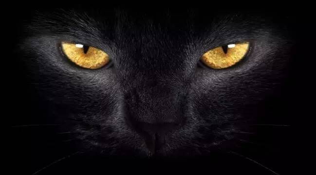 半夜遇到黑猫禁忌,民间故事半夜千万别回头