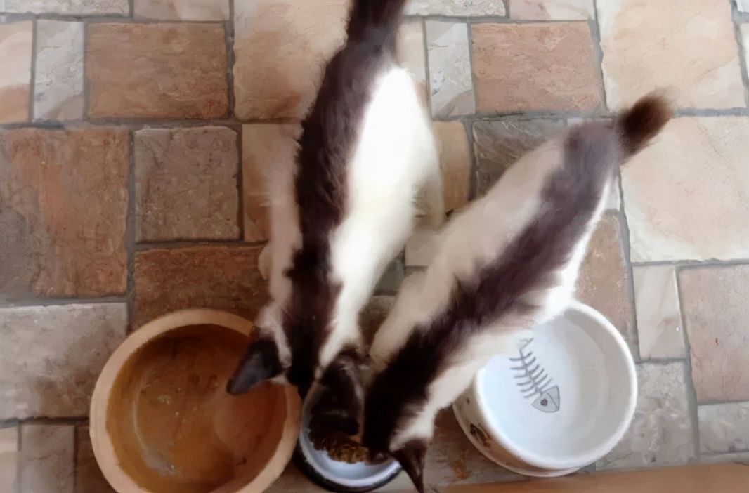 全球罕见足球猫冲上热搜，网友：指定染色！结果......哈哈哈哈