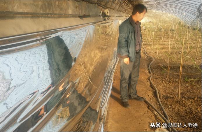 大棚桃树花期可以抹芽,大棚桃种植前景