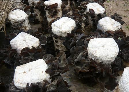 黑木耳打什么叶面肥能增产,黑木耳的种植技术