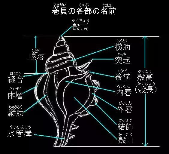 峨螺是什么,厚重峨螺