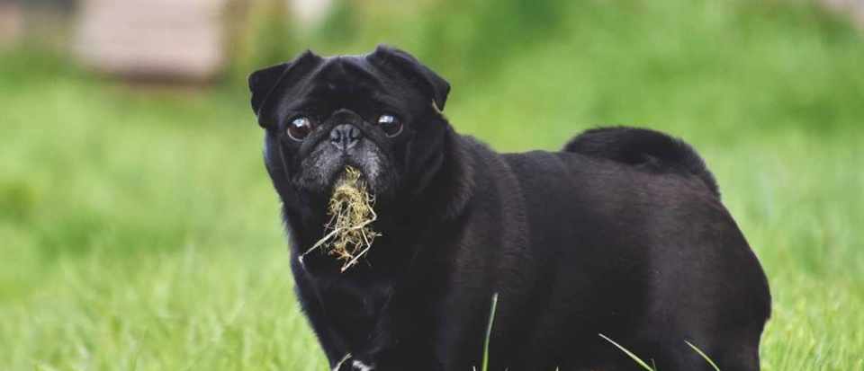 狗狗为什么要吃草然后自己吐,狗狗为什么要出去吃草然后催吐