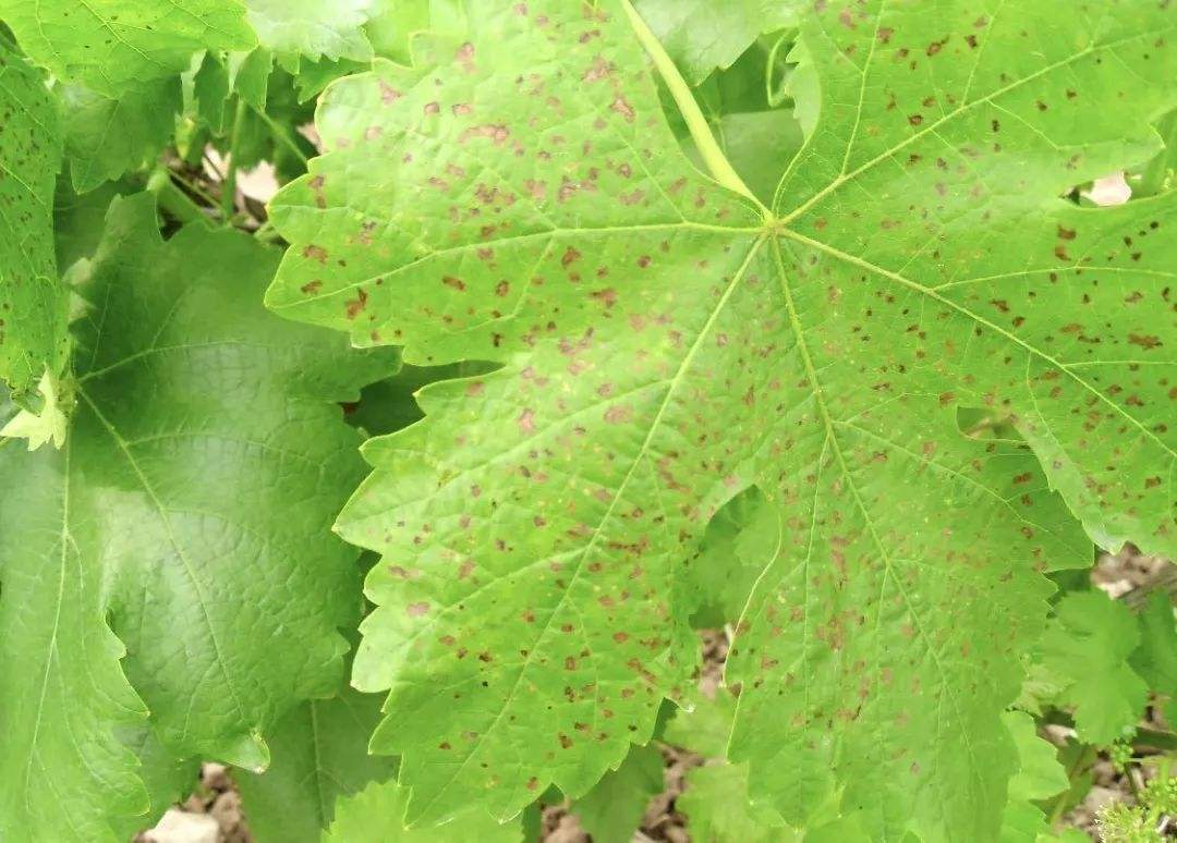 葡萄褐色斑点是什么病,葡萄叶片有褐斑怎么治