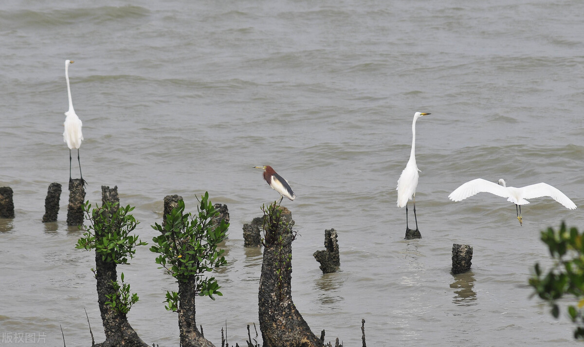 深圳大鹏湾旅游景点要门票吗,深圳免门票景点推荐