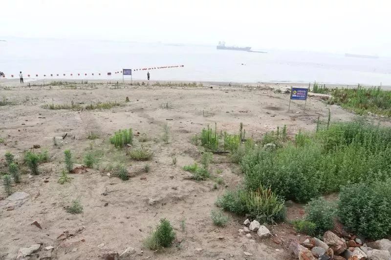 江阴长江之星农业湿地生态园,江阴利港黄丹村湿地保护区