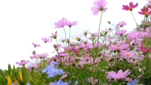 龙华新公园在哪里,深圳龙华区免费的公园