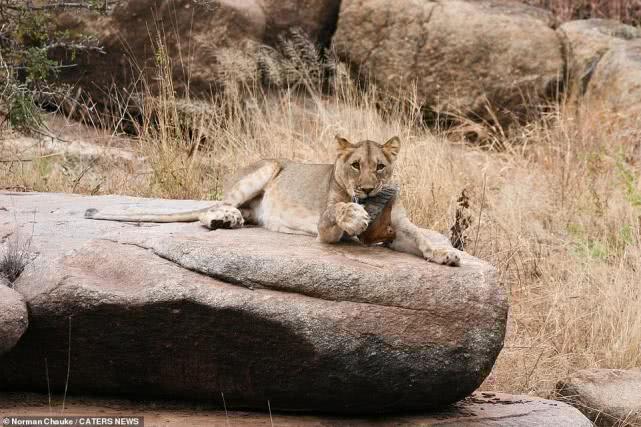 非洲母狮抢走护林员皮靴，用力舔舐啃咬，爱不释“爪”