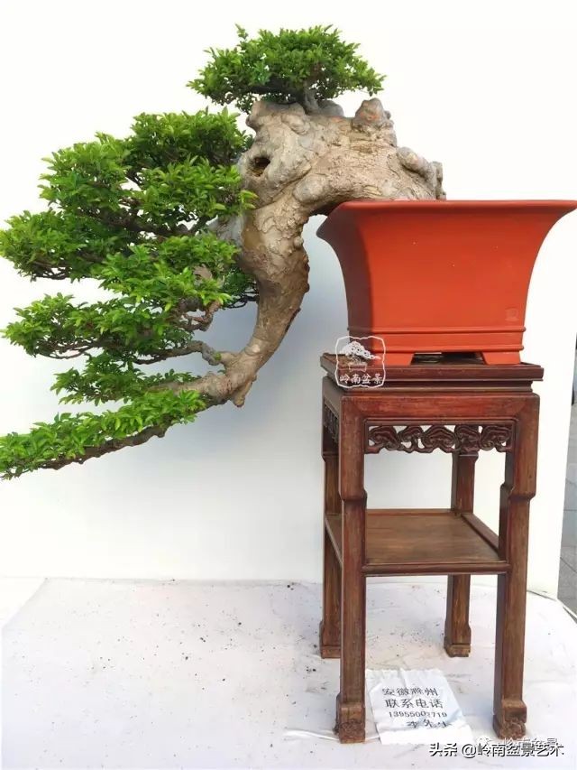 鎺㈡灊妞嶇墿,鎺㈡灊