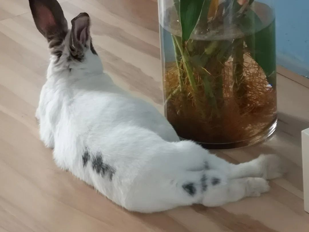 和宠物交流说什么,宠物谈恋爱怎么回事