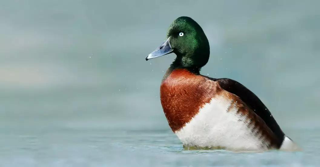 「992|动听河北」这片湖被称作“东亚蓝宝石”,竟是禹王治水留下的“禹迹”